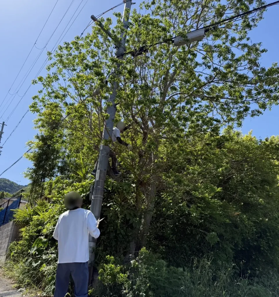 実家の敷地にある電線にかかった木を伐採中