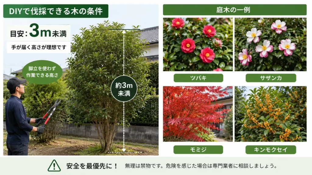 DIYで伐採しやすい高さの目安となる3m未満の庭木と、ツバキ・サザンカ・モミジ・キンモクセイの代表例を写真風で紹介したイメージ