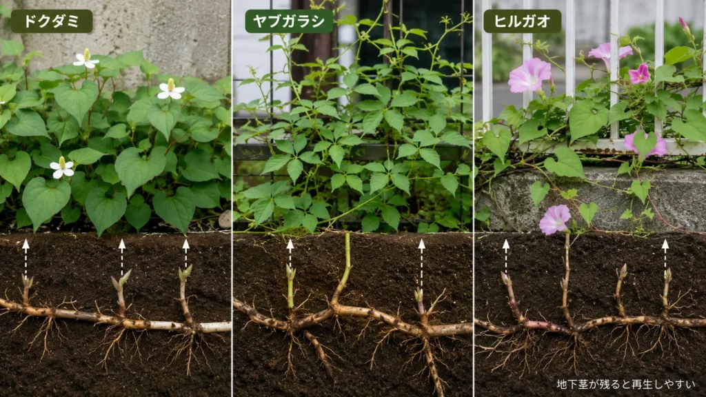 ドクダミ・ヤブガラシ・ヒルガオの地下茎の広がりと、地下茎が残ると再生しやすいことを示した比較画像