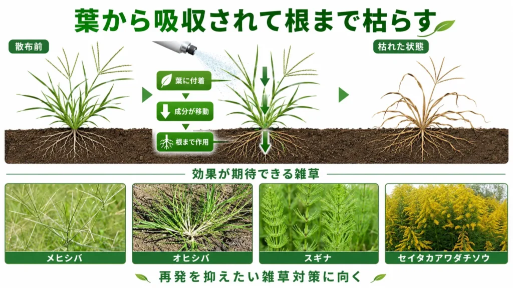 除草剤が葉から吸収されて根まで作用する仕組みを解説した図。散布後に成分が内部へ移動し、根まで枯らして再発を抑えやすいことや、メヒシバ・オヒシバ・スギナ・セイタカアワダチソウなどに効果が期待できることを示している。