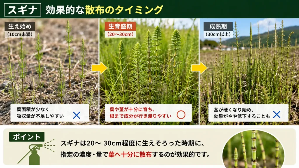 スギナが20〜30cmほどに育った生育盛期がラウンドアップ散布に適したタイミングであることを示す画像