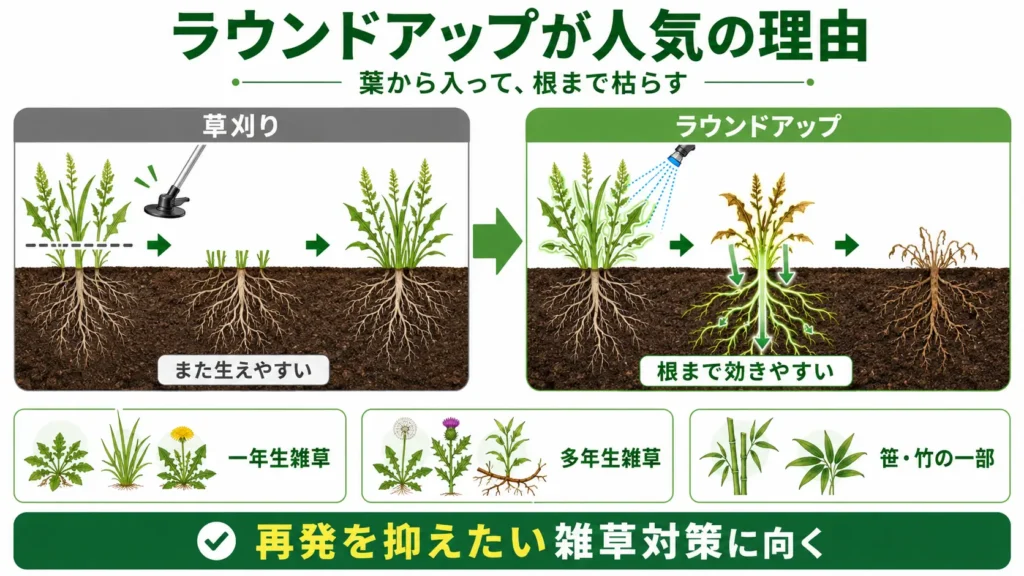 ラウンドアップが人気の理由を解説した図。草刈りでは雑草が再び生えやすい一方で、ラウンドアップは葉から吸収され根まで作用しやすく、一年生雑草や多年生雑草、笹や竹の一部にも使われることを比較している。