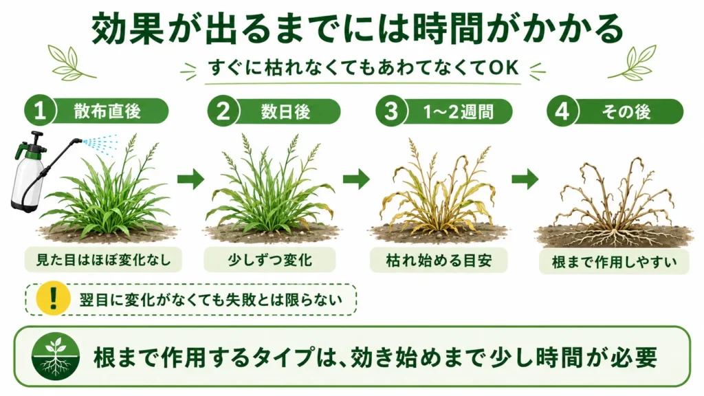 ラウンドアップの効果が出るまでの時間を解説した図。散布直後から数日後、1〜2週間後、その後の変化を時系列で示し、すぐに枯れなくても根まで作用するため効果発現に時間がかかることを分かりやすく紹介している。