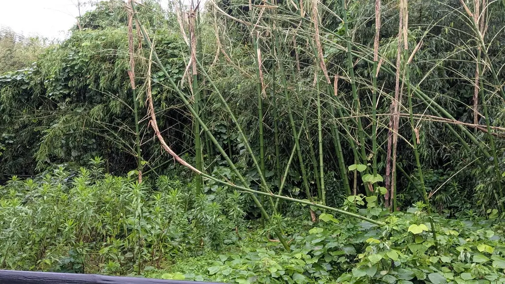 草刈りから一年が経過した隣の空き地。雑草や竹が再び伸びてきた