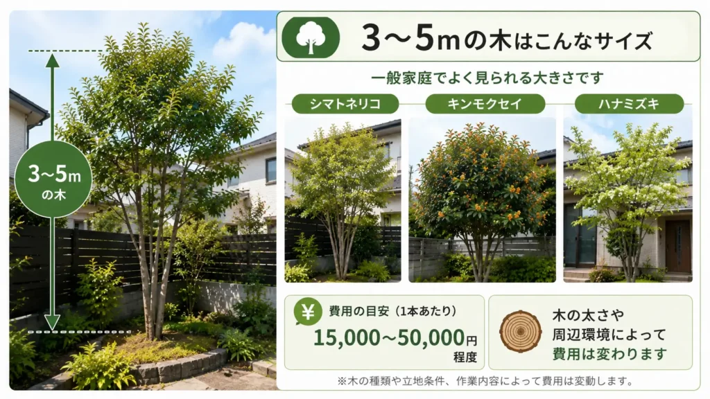 高さ3〜5mの庭木の伐採費用相場と、シマトネリコ・キンモクセイ・ハナミズキの写真風イメージを紹介した図解