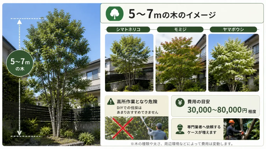 高さ5〜7mの庭木の伐採費用相場と、シマトネリコ・モミジ・ヤマボウシの写真風イメージ、DIYより専門業者への依頼が推奨されることを紹介した図解