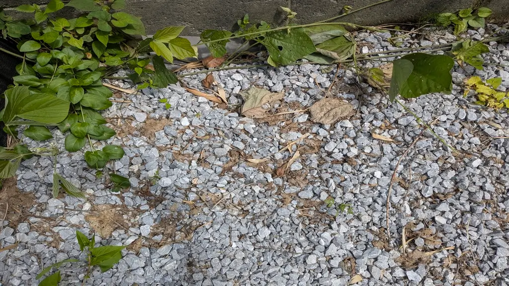 庭に敷いた防草シートから雑草が生えてきた様子