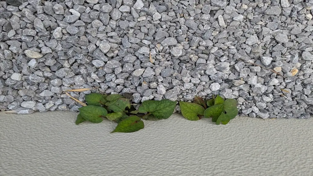 家の壁際から生えてきた雑草の様子。防草シートを敷いても雑草が出てきた