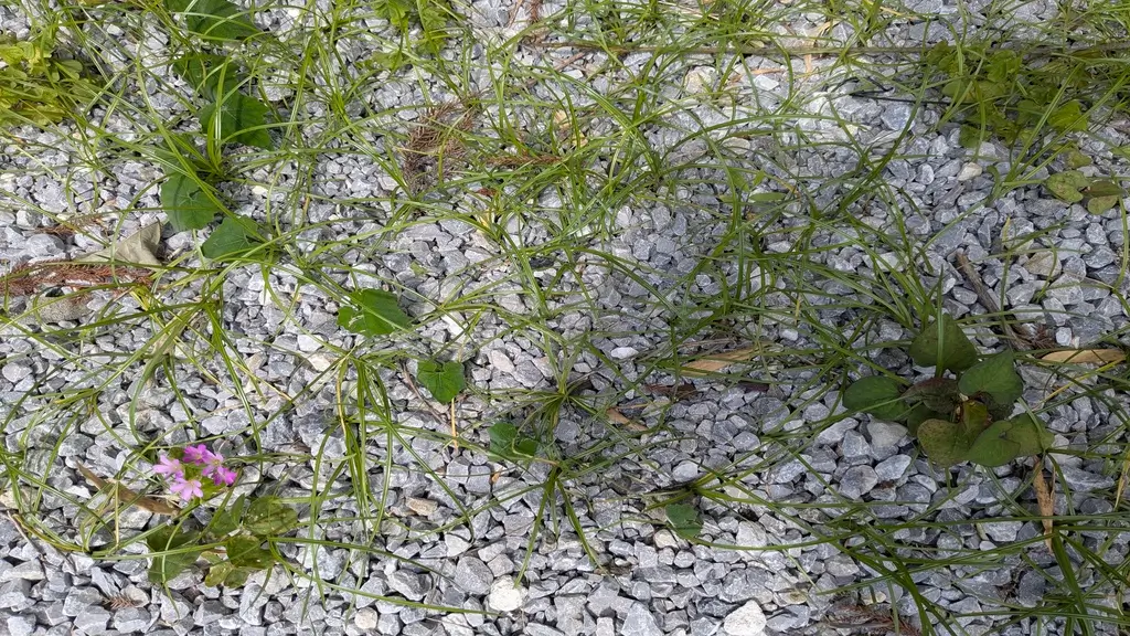 庭の防草シートを敷いていない場所に生えてきた雑草