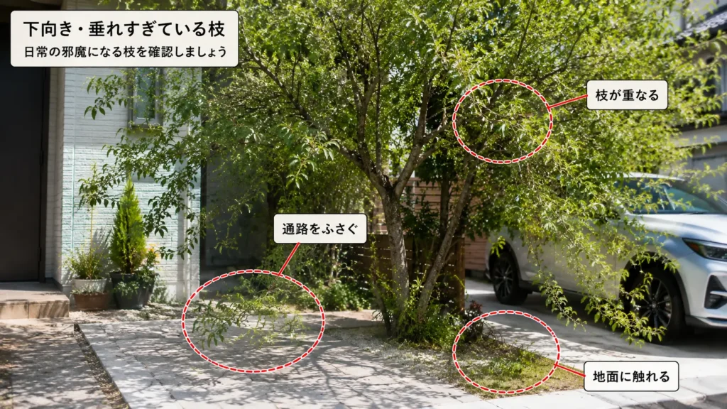 下向きや垂れすぎた庭木の枝を確認し、剪定のポイントを示した画像