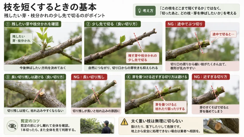 庭木の枝を短くするときに、残す芽や枝分かれを確認して切る位置を示した画像