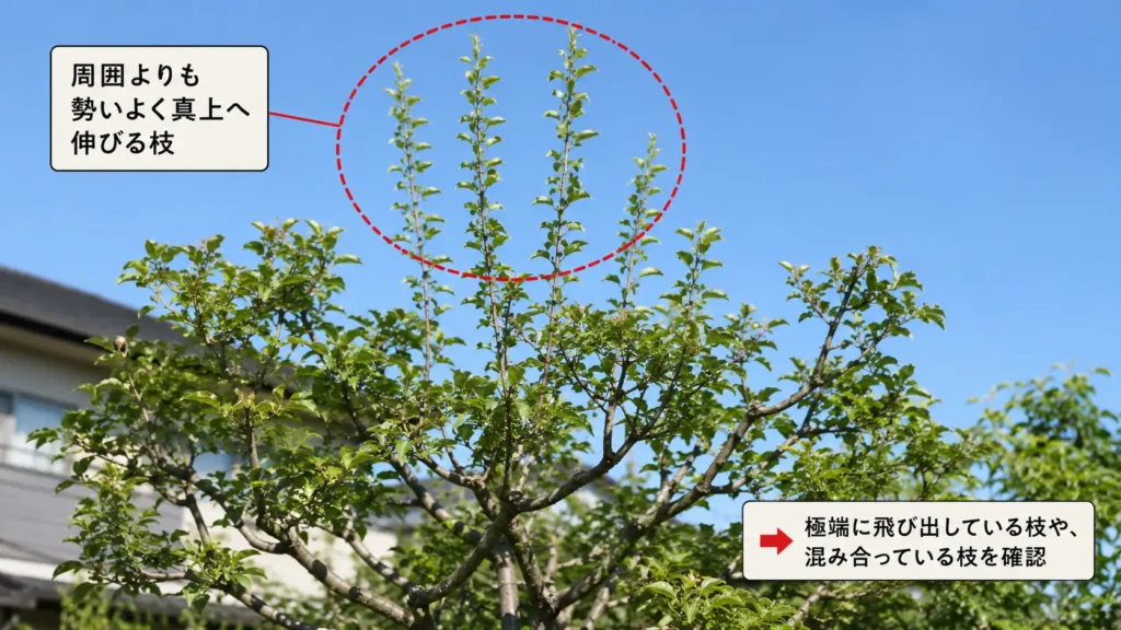 庭木で真上に強く伸びる枝を示した剪定の解説画像