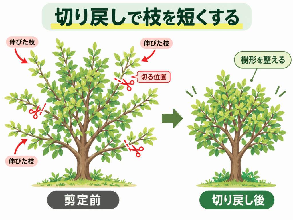 切り戻し剪定で伸びた枝を短くし、庭木の樹形を整える方法を示した図