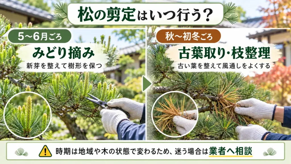 松のみどり摘みや古葉の整理など、季節ごとの剪定時期と手入れ内容を示した図