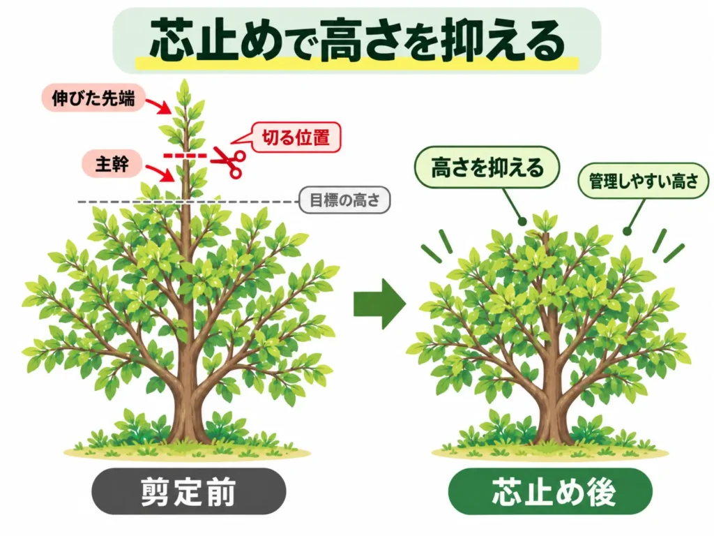 芯止め剪定で庭木の高さを抑え、管理しやすい高さに整える方法を示した図